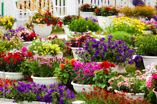 Fototapeta Naklejka Na Ścianę i Meble -  Different kinds of garden flowers in pots. Landscape design flowers. Colorful petunias in potflowers