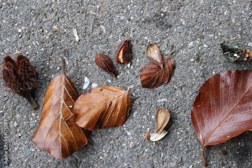 Bucheckern und Buchenlaub auf Asphalt