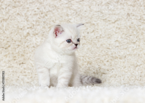 Fototapeta Naklejka Na Ścianę i Meble -  small British kitten on a fluffy carpet