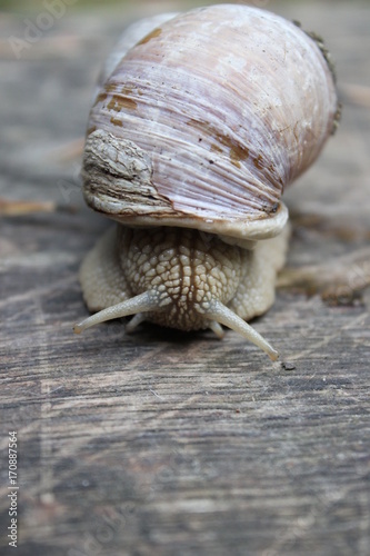 Prachtvolle Weinbergschnece