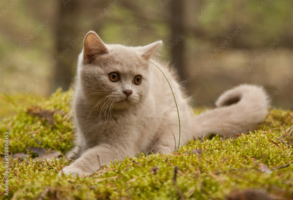 British short hair kitten in the forest.