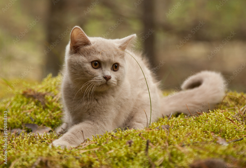 British short hair kitten in the forest. British short hair kitten in the forest.