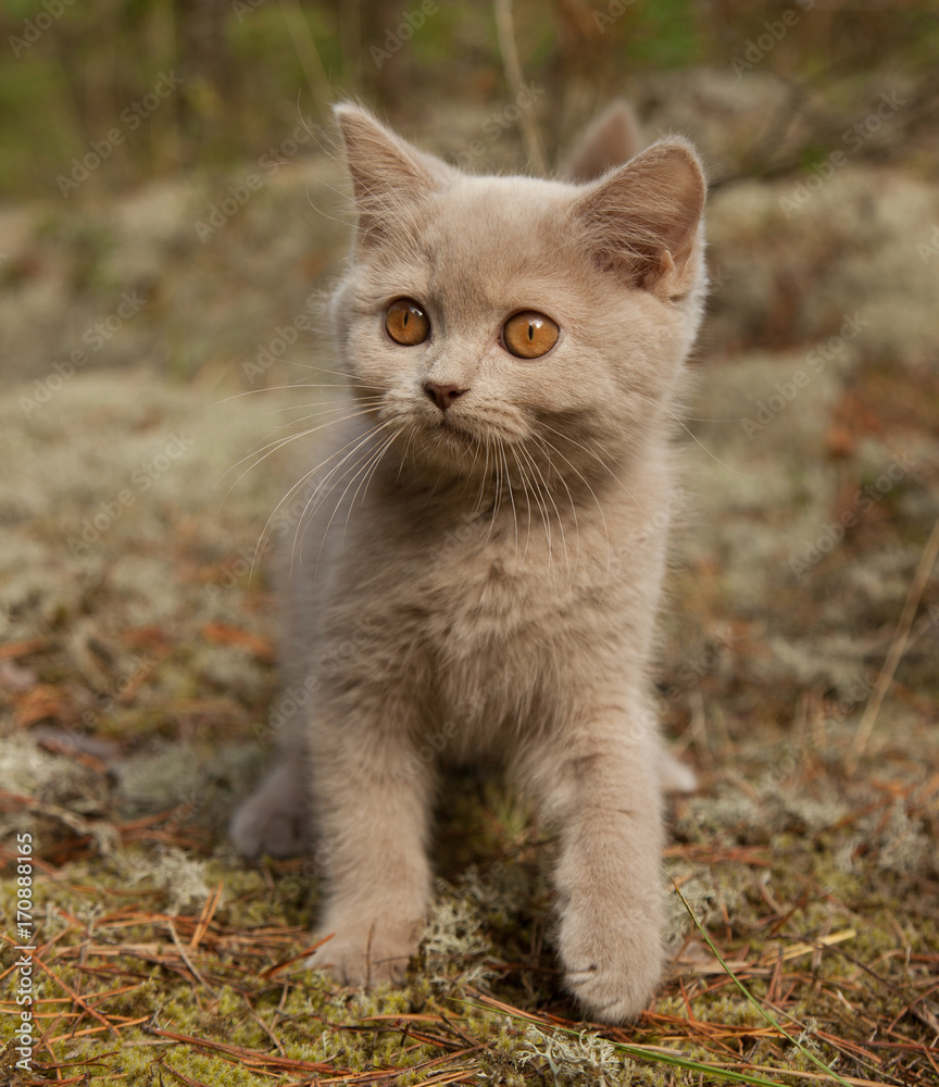 British short hair kitten in the forest. British short hair kitten in the forest.