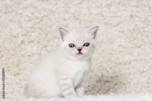 small British kitten on a fluffy carpet