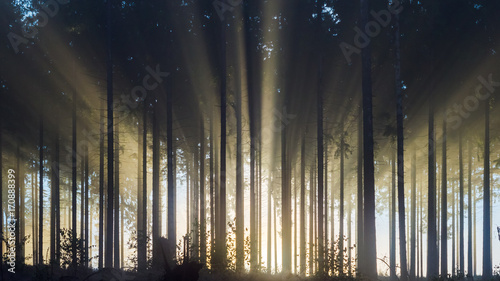 Misty spruce forest in the morning Misty morning with strong sun beams in a spruce forest in Germany near Bad Berleburg, Rothaargebirge. High contrast and backlit scene. 