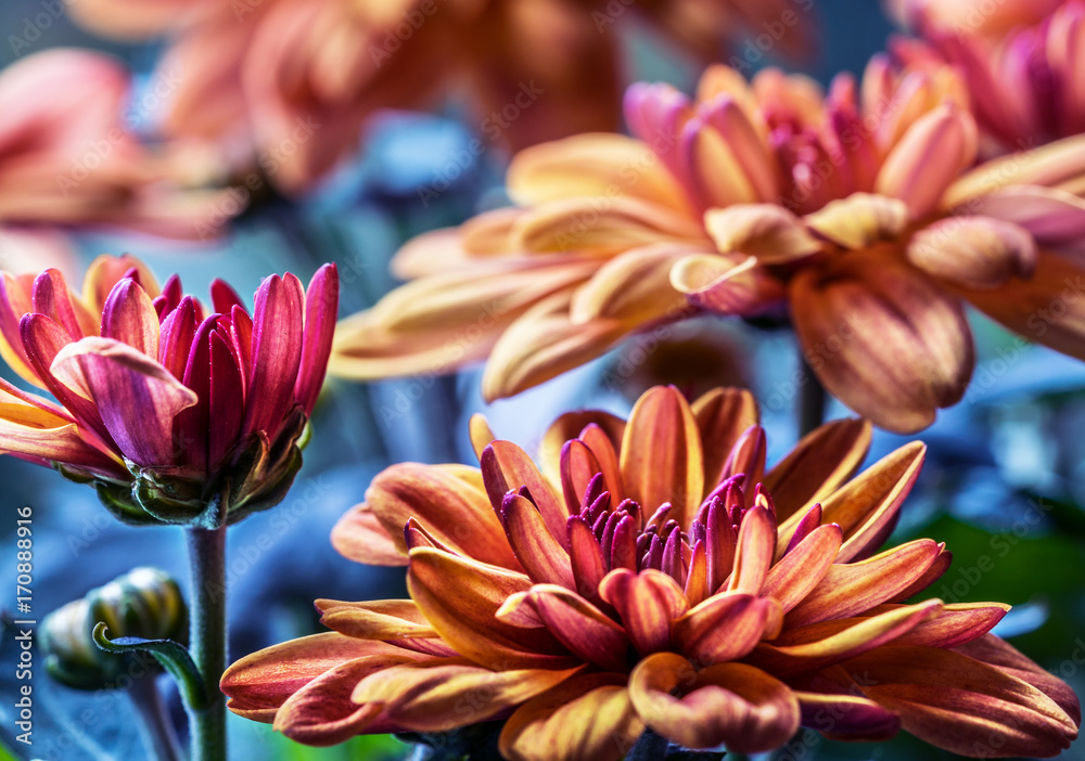 Fototapeta premium Chrysanthemen