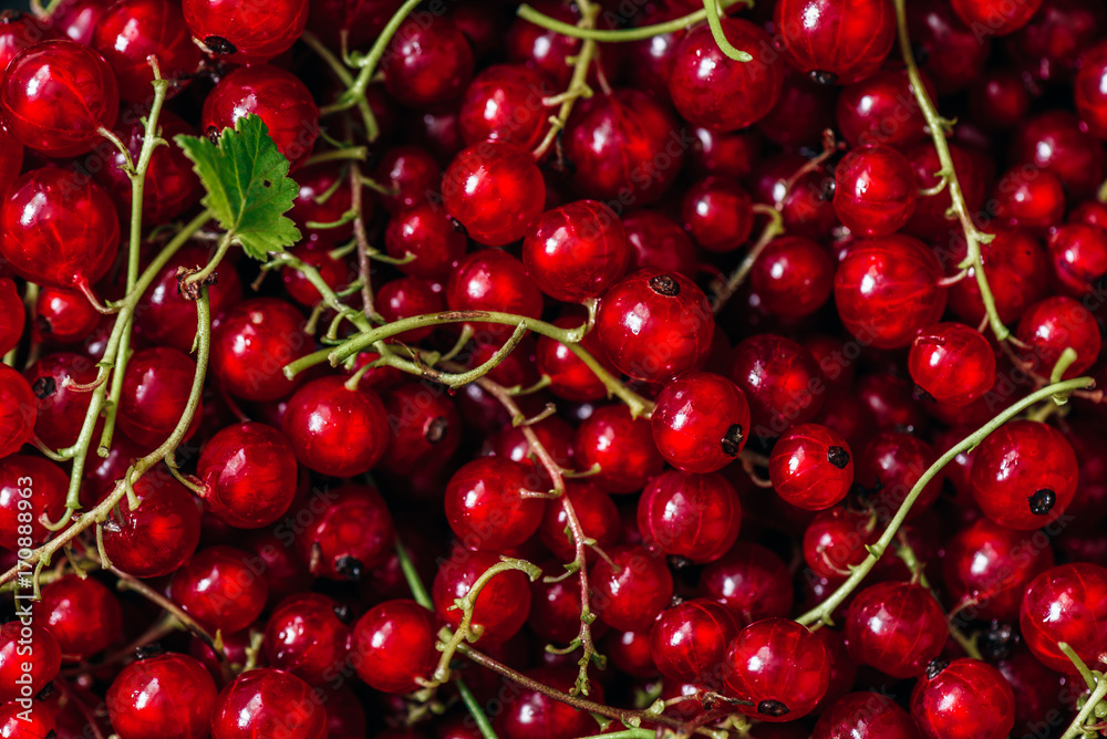 Background of Ripe Red Currant. Background of Ripe Red Currant.