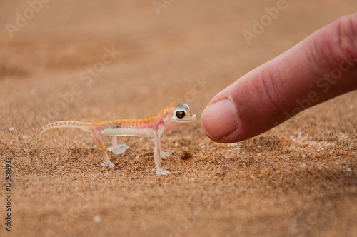 Wüstengecko; Palmatogecko rangei; Swakopmund; Namibia photo
