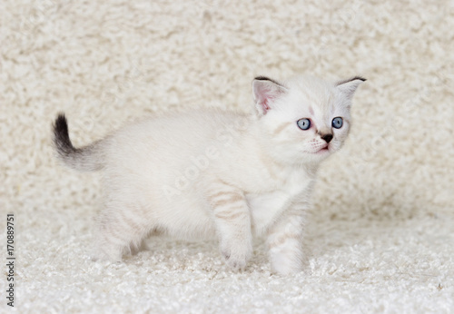 small beige British kitten stands sideways