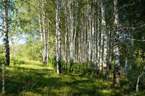 Beautiful summer scene with birch grove © valeriy boyarskiy