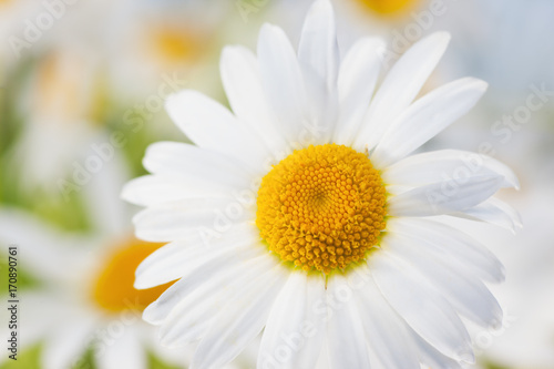 Chamomile among flowers