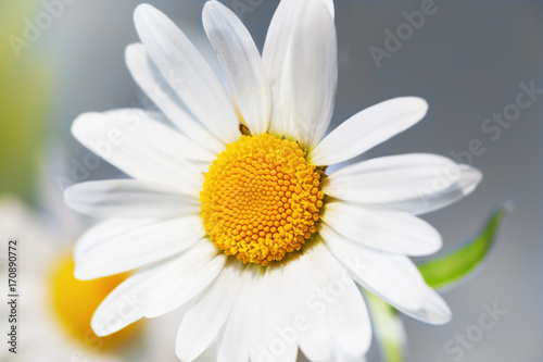 Chamomile among flowers