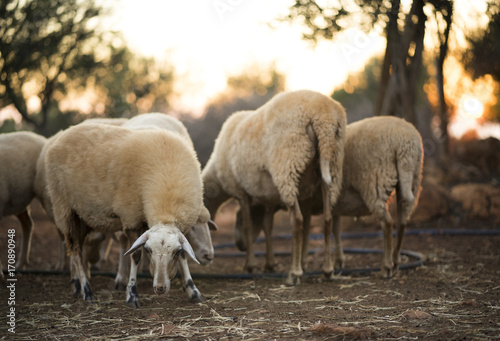 Sheep flock in Olive Grove 
