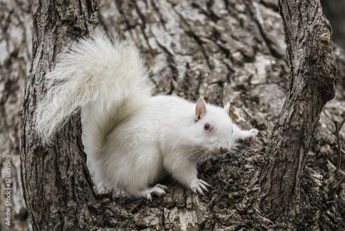 Fotografie White Squirrel