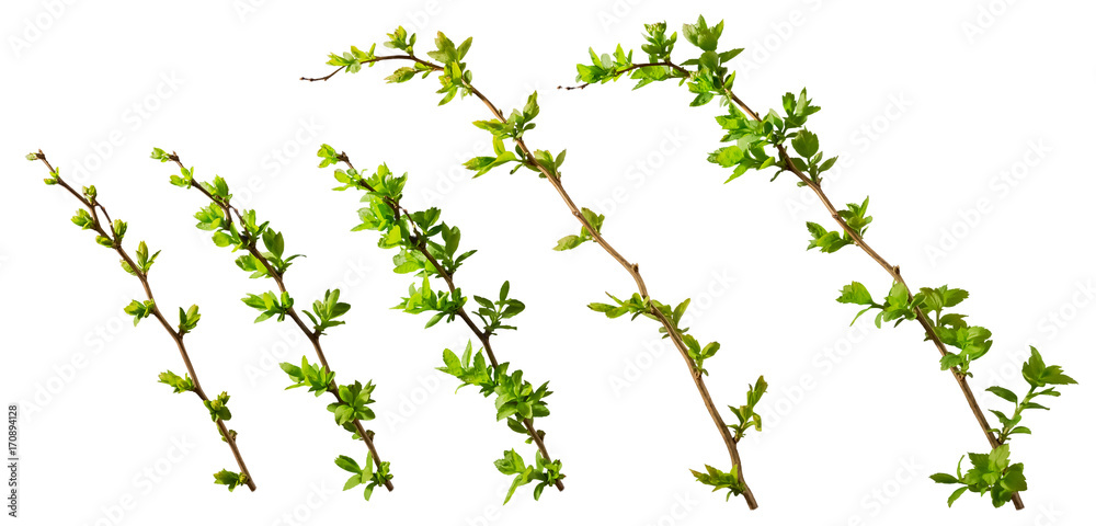 A set of blooming tree branches with opening leaves buds with clipping path, isolated on white background, perfect for matte painting