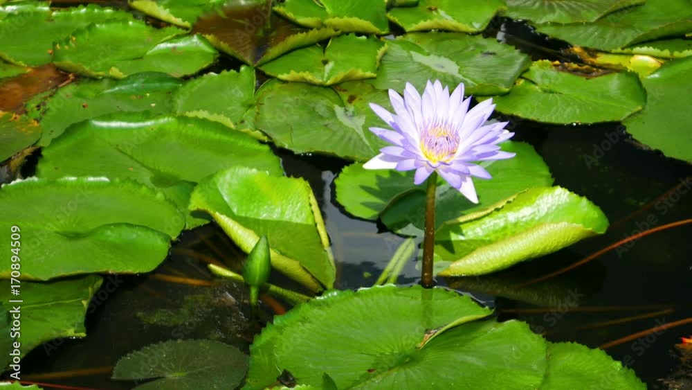 4k video of bee in colorful beautiful lotus at day time 4k video of bee in colorful beautiful lotus at day time