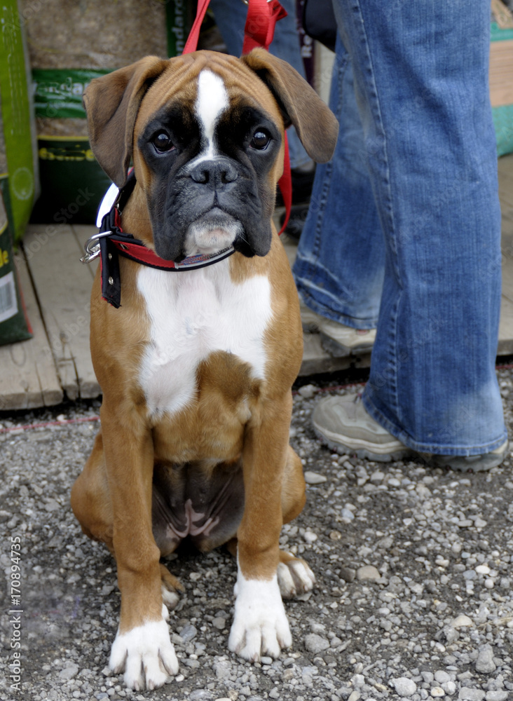 Boxer, junger Hund, Boxerhund Stock Photo | Adobe Stock