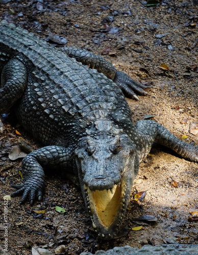 Evil looking crocodile Thailand Pattaya