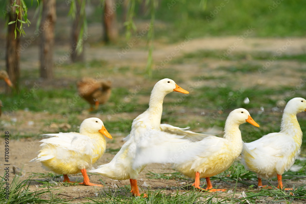 The ducks The ducks