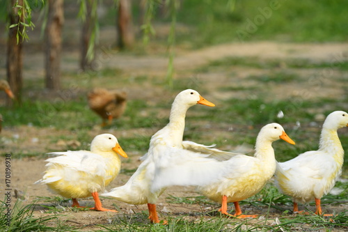 The ducks