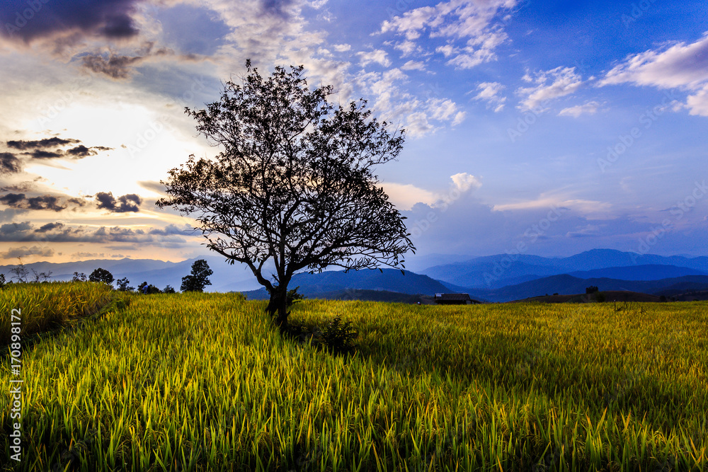 Fototapeta premium Golden rice terraces north of Thailand
