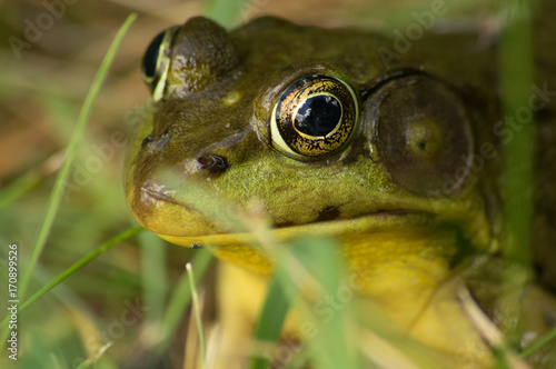 Obraz na plátně Close up of a frog in the grass