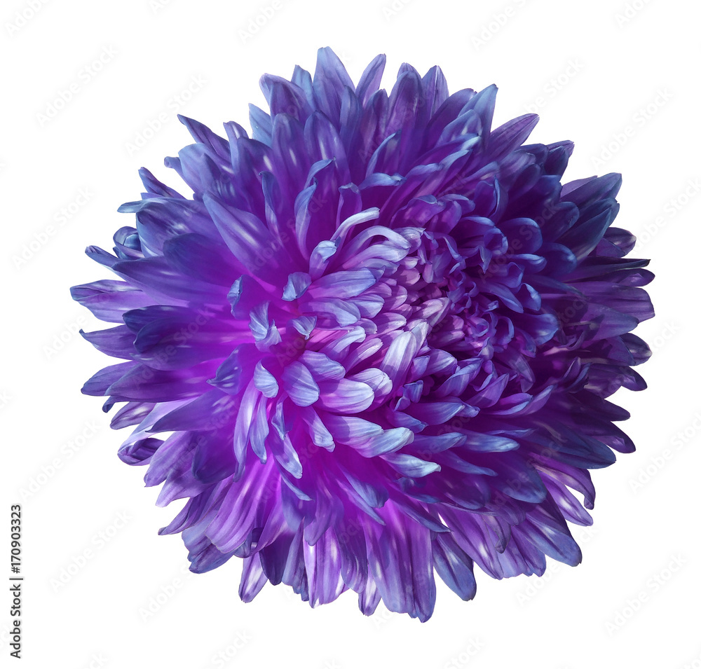 Purple aster flower isolated on white background with clipping path.  Closeup no shadows.  Aster.  Nature.