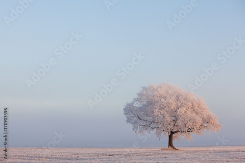 bereifter Baum auf einer Weide