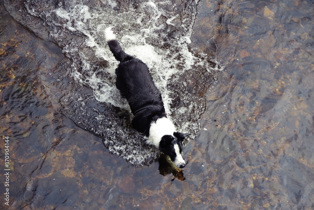 水遊び
英国を旅行中、川で見かけた犬です。 楽しそうに駆けまわっていました。 水遊び
英国を旅行中、川で見かけた犬です。 楽しそうに駆けまわっていました。