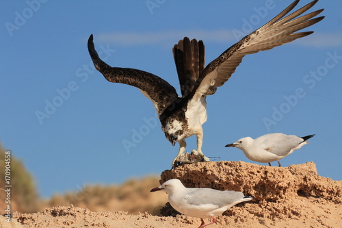 Osprey eats fish while seagulls try to steal scraps