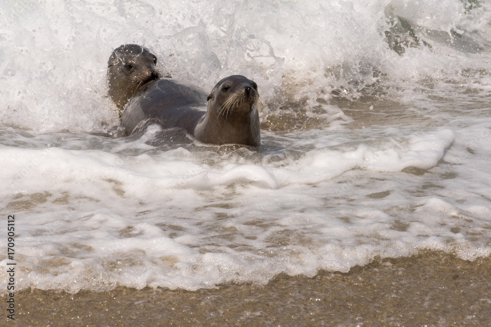 Fototapeta premium Two Sea Lions Playing in the Surf