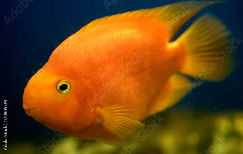 Goldfish closeup