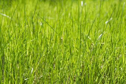 green grass out of focus with a blurred background