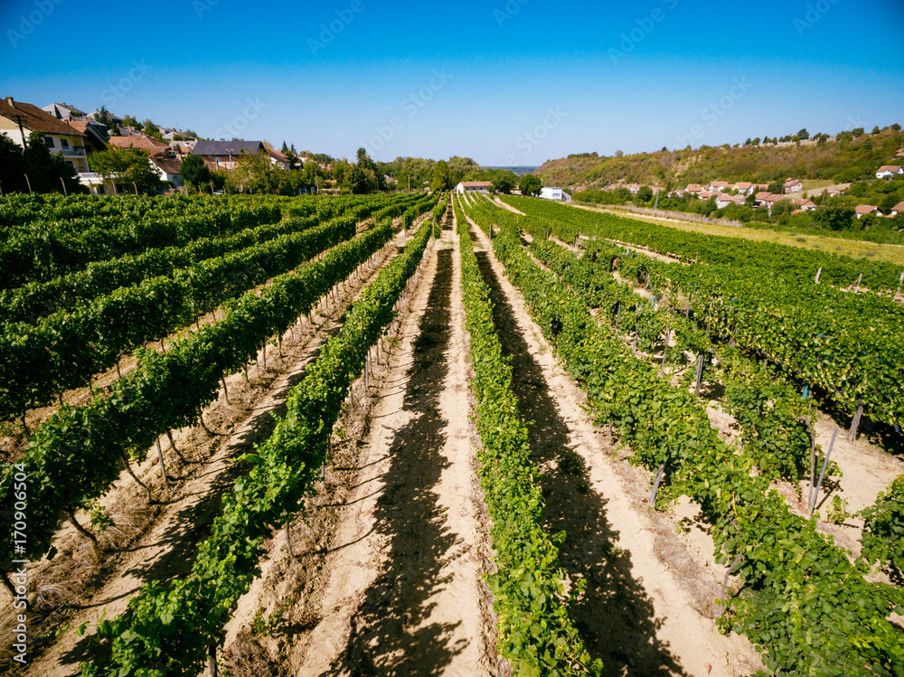 Landscape Of Vineyard