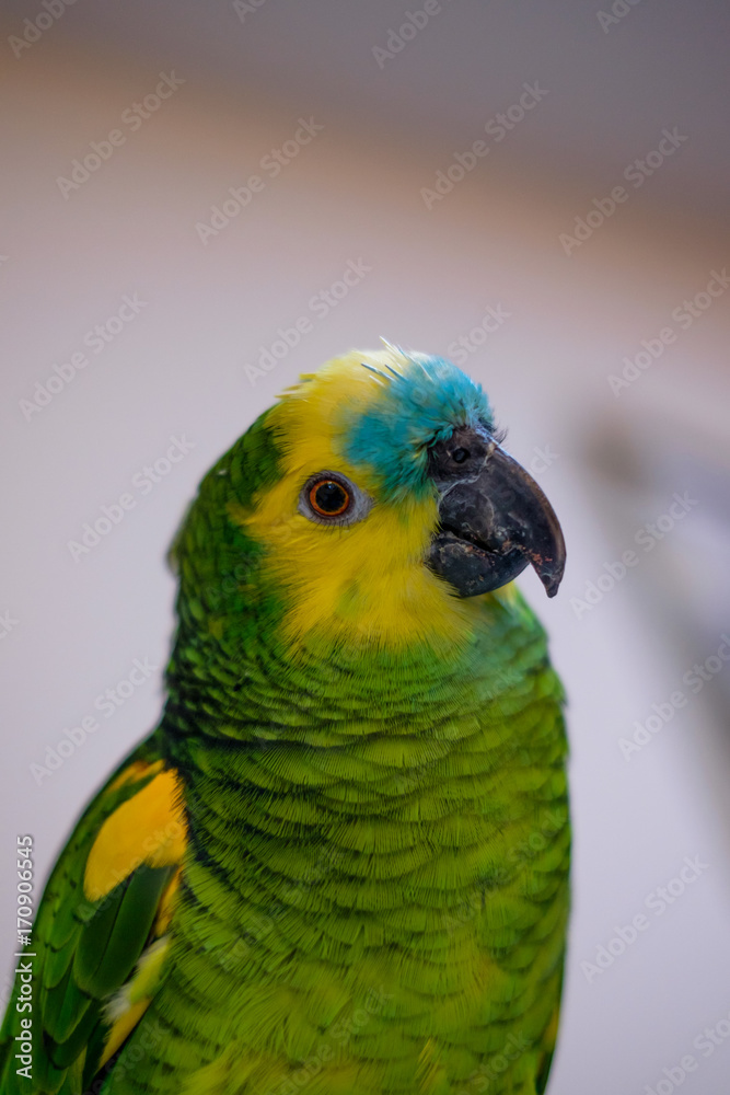 parrot portrait vertical