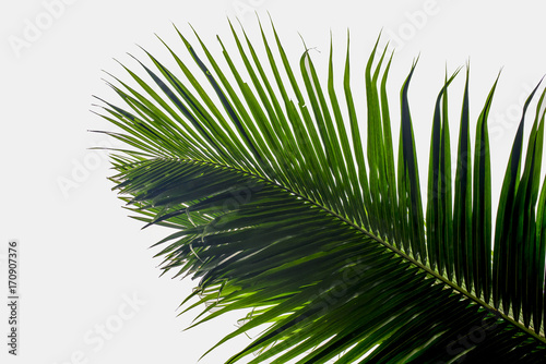 coconut leaves White background