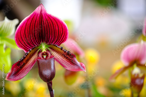 Fototapeta Naklejka Na Ścianę i Meble -  Beautiful orchid flower and green leaves background in the garden .Colorful of orchid flower at garden Thailand