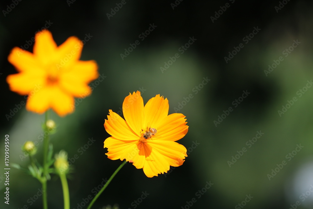 キバナコスモスとハナアブ