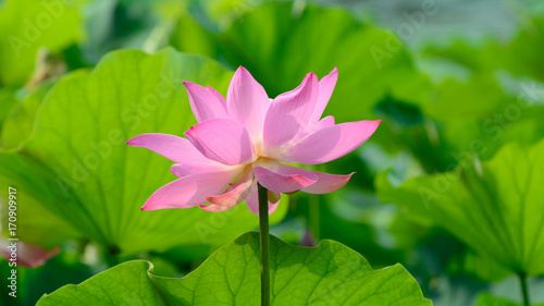Fototapeta Naklejka Na Ścianę i Meble -  Close up view blooming pink lotus flower, close up.