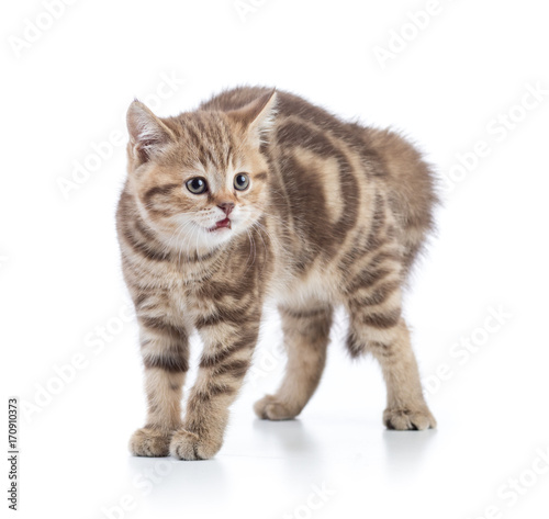 Afraid or scared funny kitten cat isolated