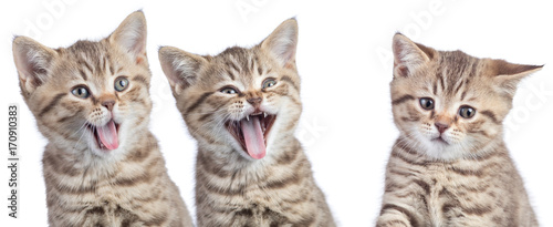 funny cats with opposite emotions. Two happy and one unhappy or sad kittens isolated on white