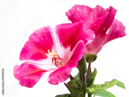 bouquet of flowers on a white background