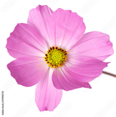 beautiful flowers on a white background