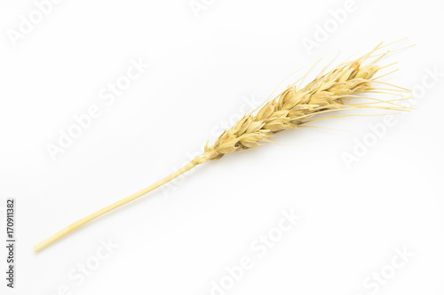 yellow ear of corn on a white background