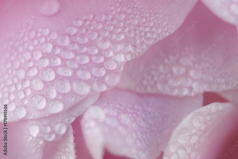 露と花弁 露と花弁
