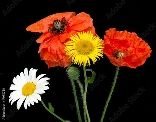 flower red field poppy, daisy