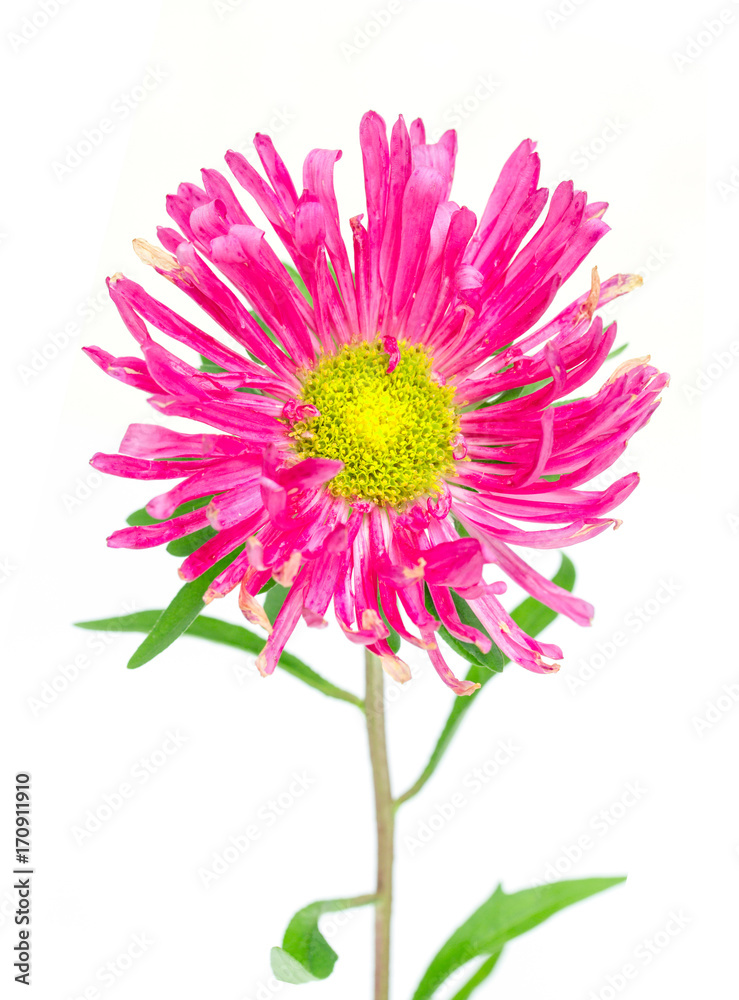 aster flower aster flower