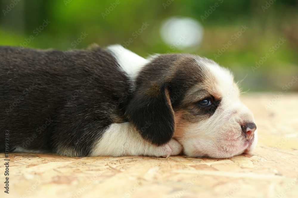 2 weeks pure breed beagle Puppy is sleeping and looking on natural green background 2 weeks pure breed beagle Puppy is sleeping and looking on natural green background