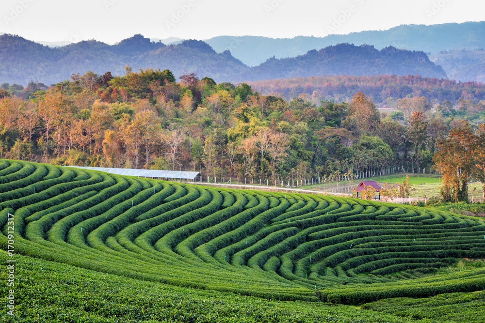 Beautiful fresh green tea plantation in Thailand