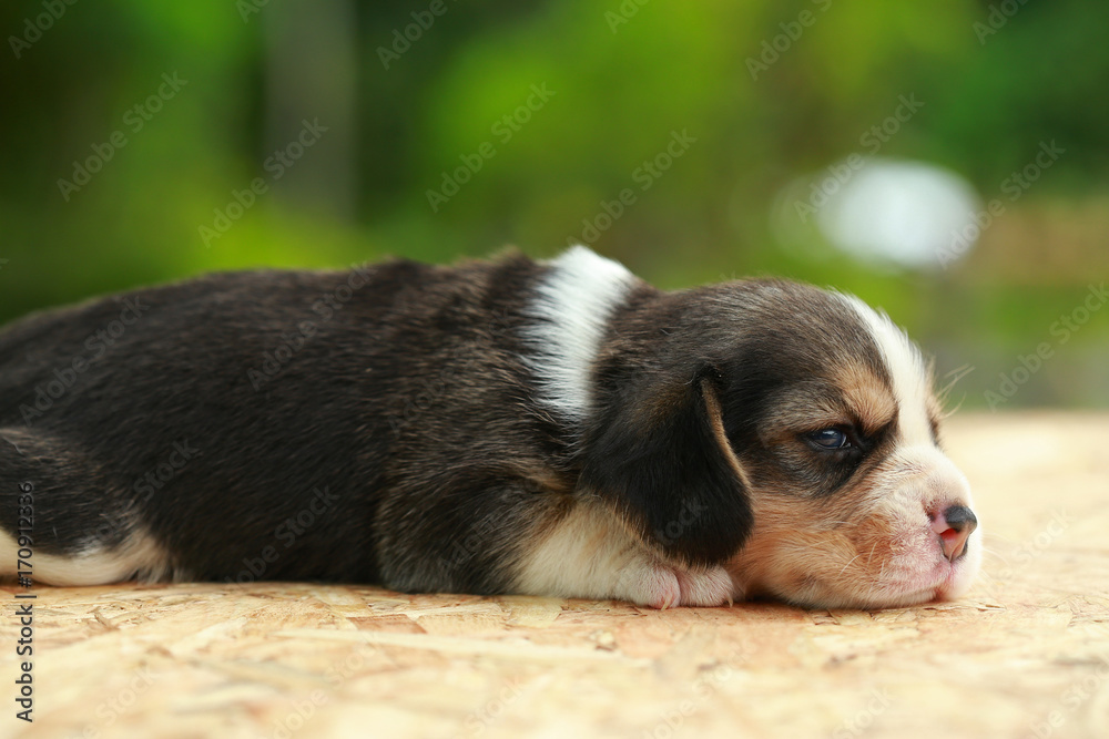 2 weeks pure breed beagle Puppy is sleeping and looking on natural green background 2 weeks pure breed beagle Puppy is sleeping and looking on natural green background